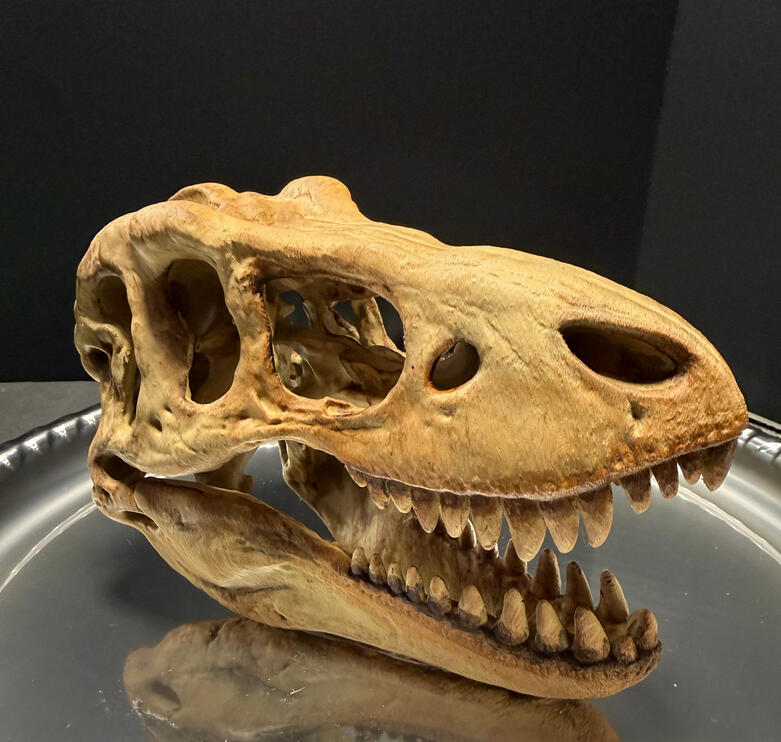 T-Rex Skull