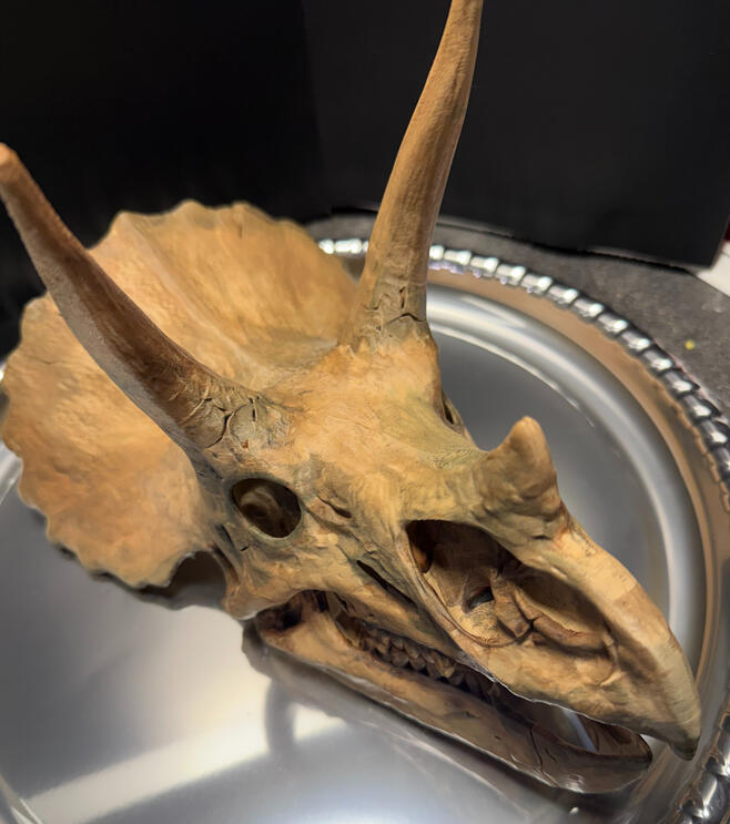 Triceratops Skull