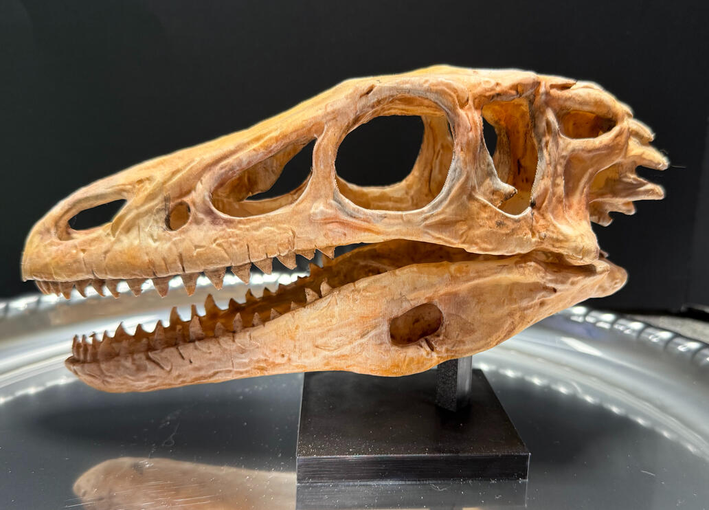 Velociraptor Skull Velociraptor Skull
