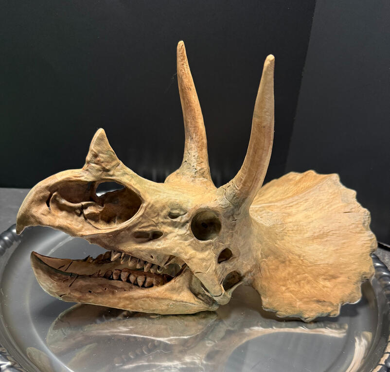 Triceratops Side Left View