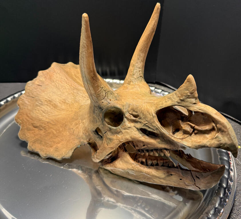 Triceratops Right Side View