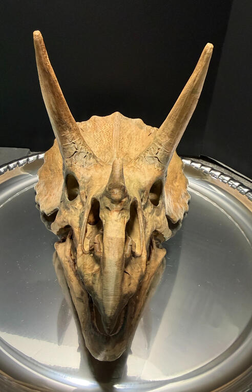 Triceratops Front View