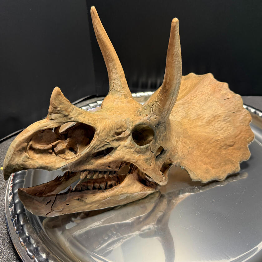 Dino Skulls